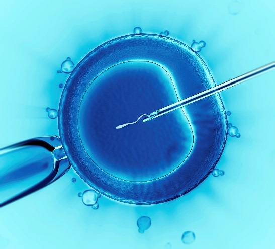 IVF image (Wiki Commons)